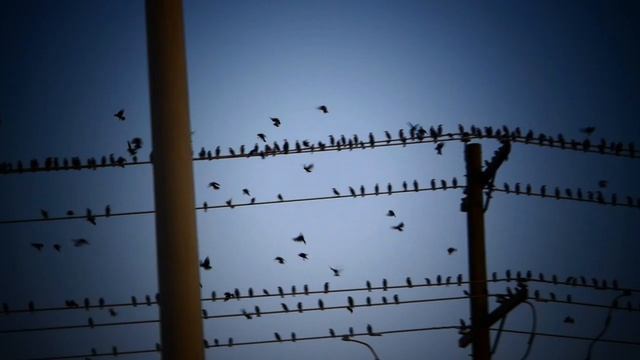 Присели отдохнуть. Перелетные птицы. смотреть онлайн