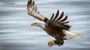 ПОЛЕТ ОРЛА.