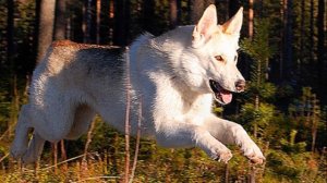 Собака Волкособ плюсы и минусы породы | Собаководство | Порода Волкособ