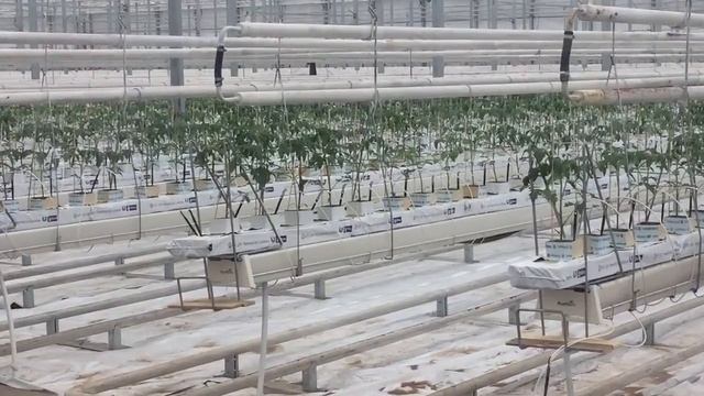 Посадка томата на минвате- гидропоника. Сколько садить на погонный метр? смотреть онлайн