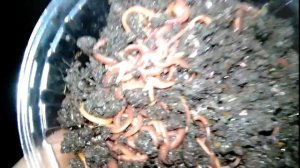 Червь Старатель .Условия разведения червей .Разведение червя старатель.Черви для  биогумуса.