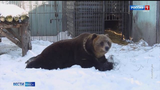В Большереченской зоопарке из-за резкого потепления проснулся еще один медведь смотреть онлайн