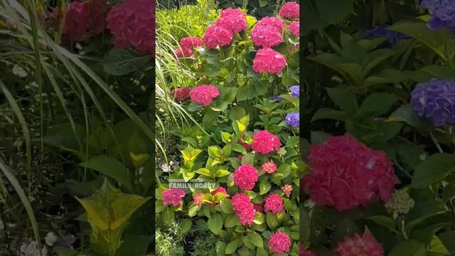 14 июля ? в нашем саду ?#гортензиякрупнолистная #гортензия смотреть онлайн