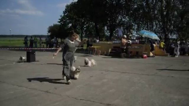 Shih-Tzu Ragsol Lotos.ши-тцу Рагсоль Лотос(сравнение на ЛК) смотреть онлайн