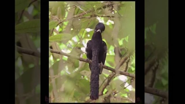 Umbrellabirds смотреть онлайн