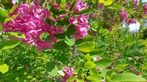 Робиния клейкая (розовая акация) цветет