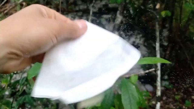 COMO É A REPRODUÇÃO DA ORQUÍDEA (cattleya labiata) NO SEU HABITAT! смотреть онлайн