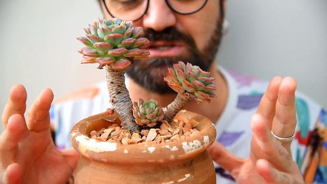 Echeveria 'Rain Drops' - Suculenta Gotas de Chuva - 9 de 1000 plantas - como cultivar смотреть онлайн