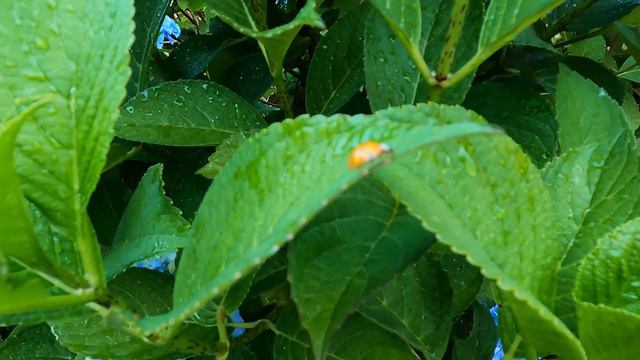 Big Daddy Hydrangea 5K - The Most Stunning Flowers -12 /14 inch Blue Blooms - Relaxing Nature Beaut смотреть онлайн