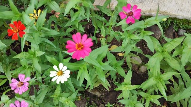 Kamera Xiaomi 12 LITE Mantap Jernih