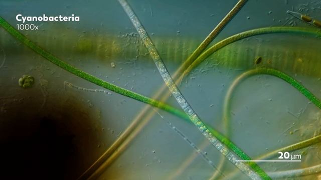 Slime Tubes in Search of Sunlight смотреть онлайн