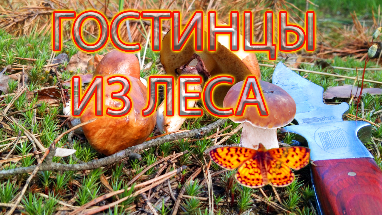 ГОСТИНЦЫ ИЗ ЛЕСА | ТИХАЯ ОХОТА В ПОДМОСКОВЬЕ смотреть онлайн
