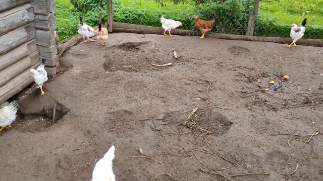 Выросли молодые курочки и петушки смотреть онлайн