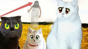 Кошачьи КОШМАРЫ в РЕАЛЬНОЙ ЖИЗНИ