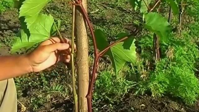 Прививка винограда в расщеп (зеленым в зеленое) смотреть онлайн