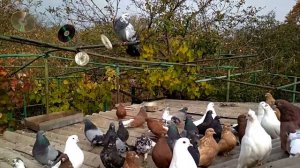 Голуби Николаевские и Мелитопольские