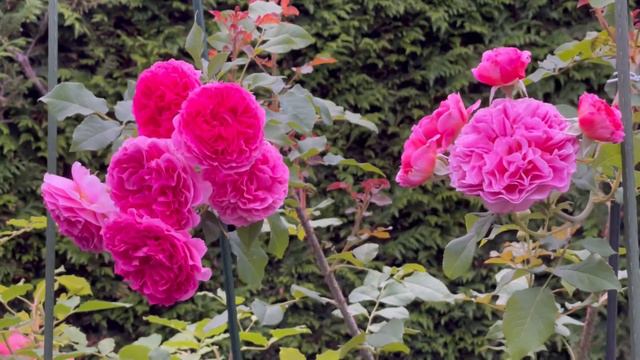 Eustacia Vye, Gabriel Oak And Toulouse Lautrec Roses