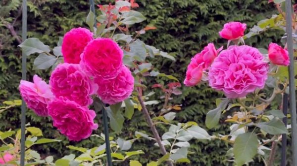 Eustacia Vye, Gabriel Oak and Toulouse Lautrec roses