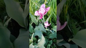 Тюльпан Belicia