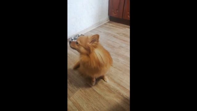 Шпиц немецкий выполняет команды легко и просто смотреть онлайн