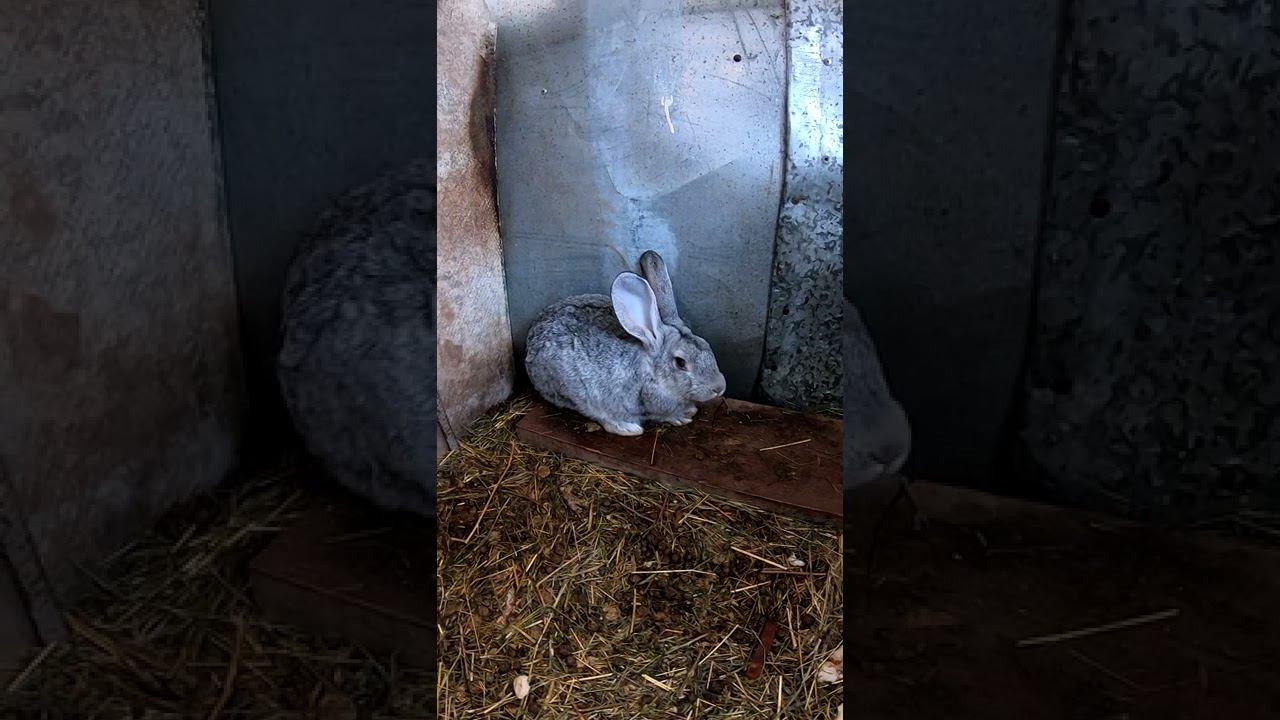 КРОЛИКИ на ПЛЕМЯ смотреть онлайн