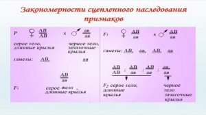 Биология. 10 класс. Наследование сцепленных генов (2020)