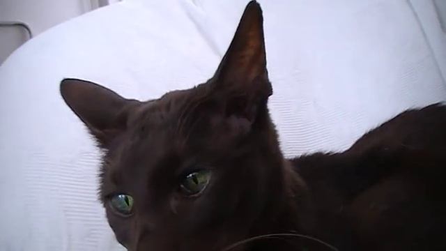 Havana Brown cat Stimpy on the couch смотреть онлайн
