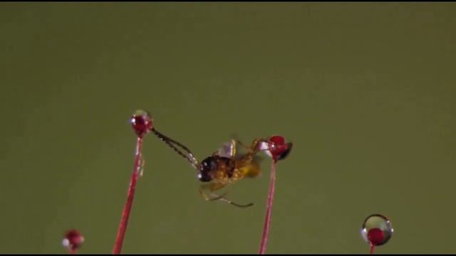 Росянка — растение хищник.