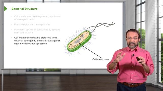 Bacteria: Structure & Types – Microbiology | Lecturio