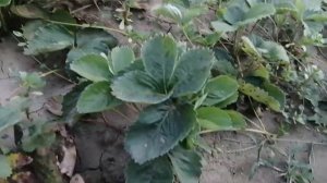 Уход за ремонтантной и обычной клубникой.