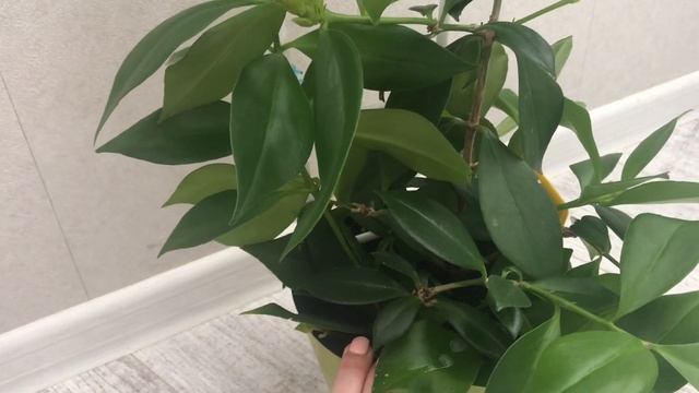 Эсхинантус. Прекрасный цветок зацвёл. Как я за ним ухаживаю.