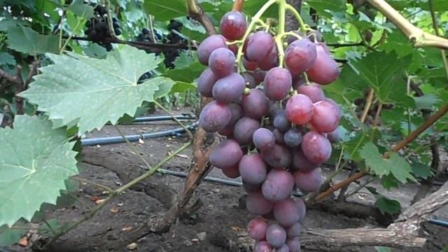 Виноград Невеста смотреть онлайн