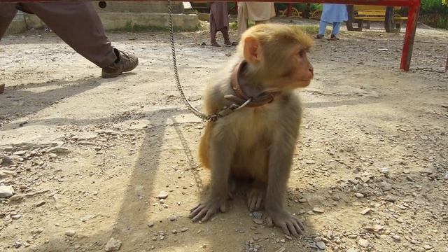 Monkey. Они как прыгнут! смотреть онлайн