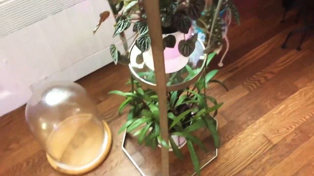 Fall Plant Tour 2020 | Living Room | Thrifted Planter смотреть онлайн