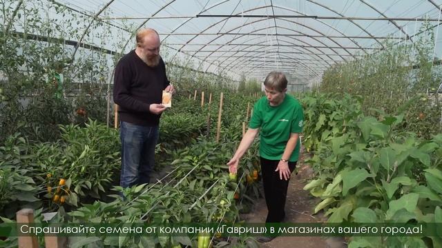 Калейдоскоп сладких перцев от Гавриш смотреть онлайн