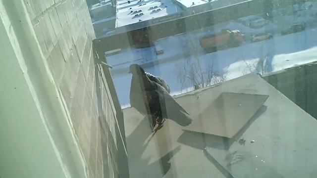 MOV1222 смотреть онлайн