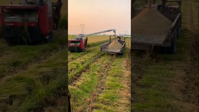 Yanmar in Pakistan Gc695 Gc558 смотреть онлайн