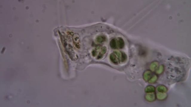 Amoeba proteus in microkop Micromed R-1 смотреть онлайн