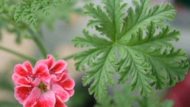 ПЕЛАРГОНИЯ: классификация видов, сортов. Уход за геранью смотреть онлайн