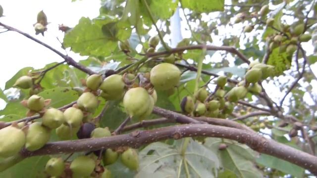 Princess Tree (Paulownia tomentosa) смотреть онлайн