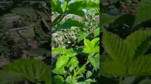 Блэк Джем лучший ремонтантный сорт ежевики.