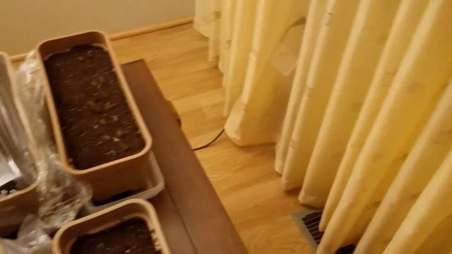 Семена томатов дружно прорастают. Теперь я буду высаживать только так. смотреть онлайн