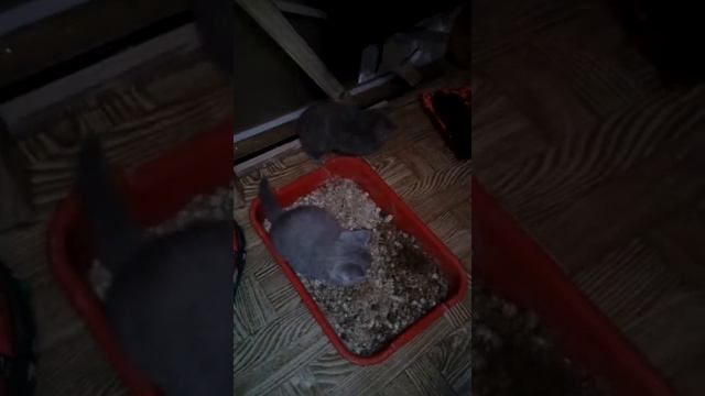 Котятки сами приучаются к лотку смотреть онлайн