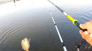 Дикий клев сазана и карася на херабуну в Приморском крае.