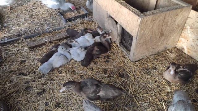 МЕСЯЦ СОБИРАЛАСЬ,А СДЕЛАЛА ЗА ЧАС/ИНДОУТКИ ВЕС В 2 МЕСЯЦА УТЯТ??