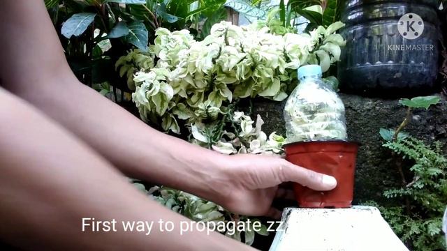 DEVIL'S BACKBONE ZZ PLANT DIY HANGER GUIDE TIPS BY JOE PLANTITO смотреть онлайн