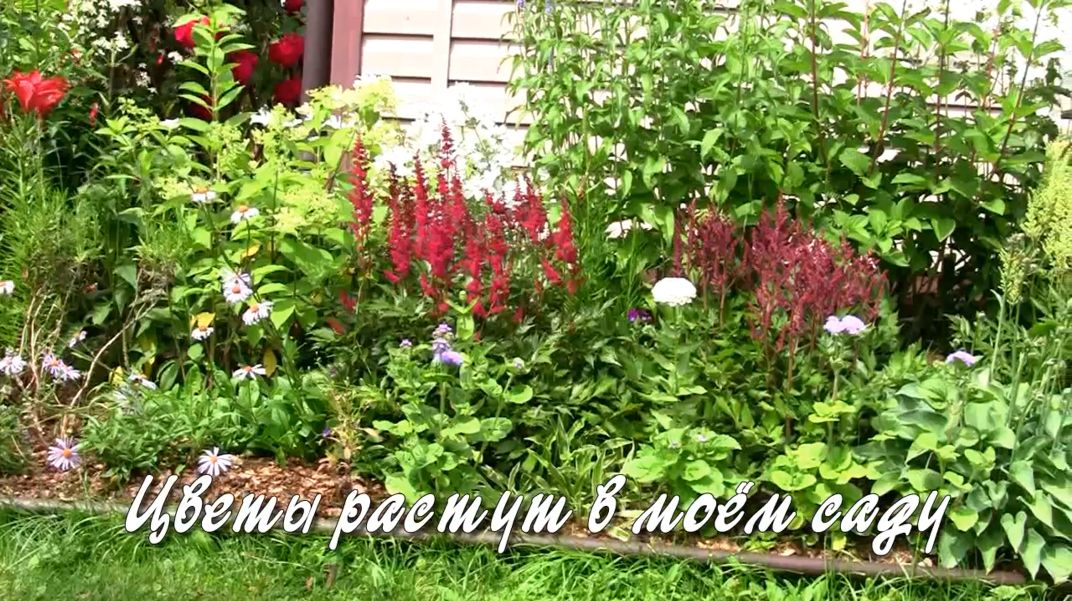 Цветы растут в моём саду. Дачные картинки 2022.mp4 смотреть онлайн