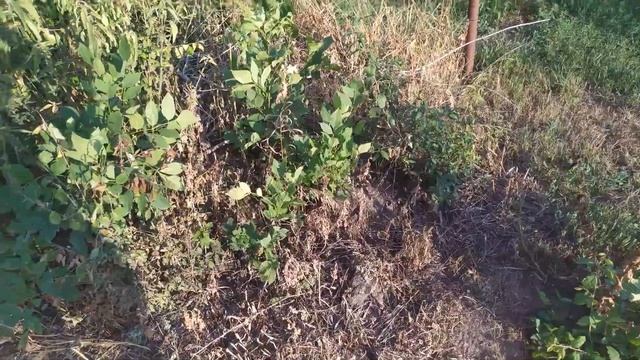 Средство от сорняков (гербицид) Агрокиллер. Тестирование. смотреть онлайн