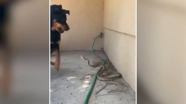 This Snake Messed With The Wrong Rabbit смотреть онлайн