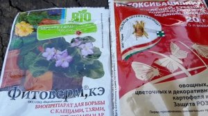 Паутинный клещ и муха минёр на огурцах Безопасная обработка